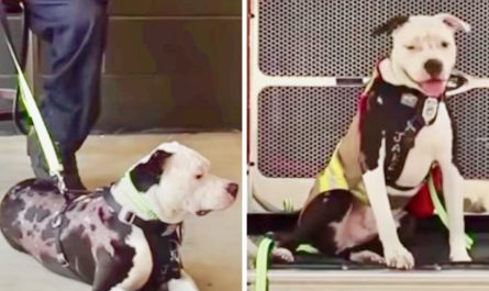 Pit Bull Pup Saved From Fire Becomes Honorary Firefighter
