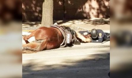Police lies on street to comfort his fallen horse in her last moments