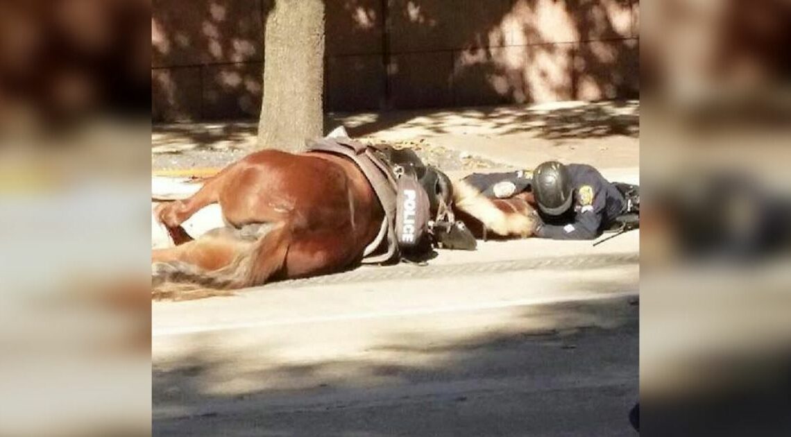 Police lies on street to comfort his fallen horse in her last moments