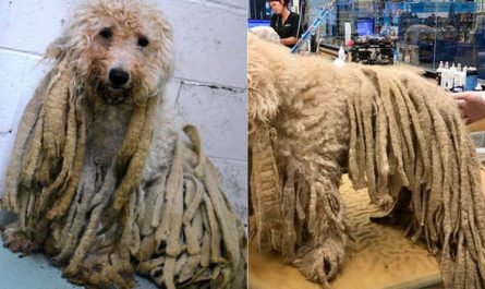 Poodle Covered in Dirty Dreadlocks Freed From Pounds of Hair