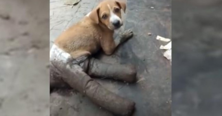 Puppy Had Her Legs All Bandaged Up Just Before Being Left On The Street