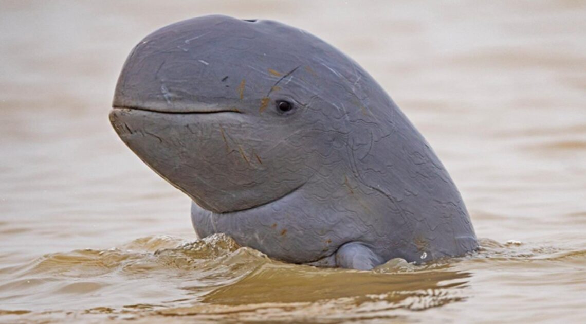 Rare Irrawaddy Dolphins spotted in Indonesian Waters