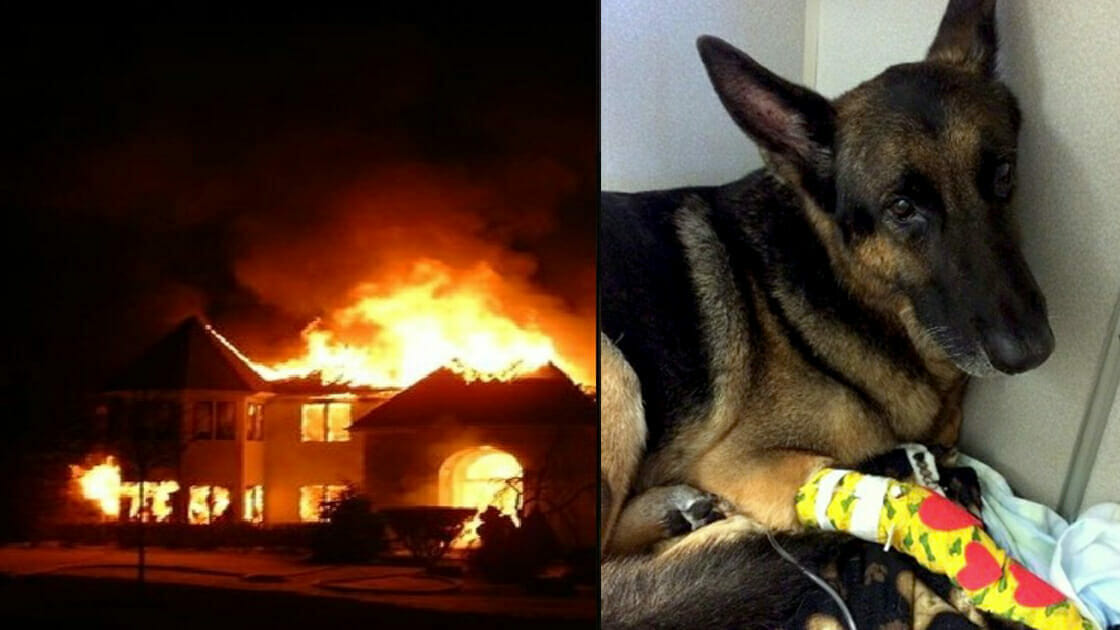 Retired German Shepherd K9 Helps Firefighters Rescue 2 Kid From A Burning House!
