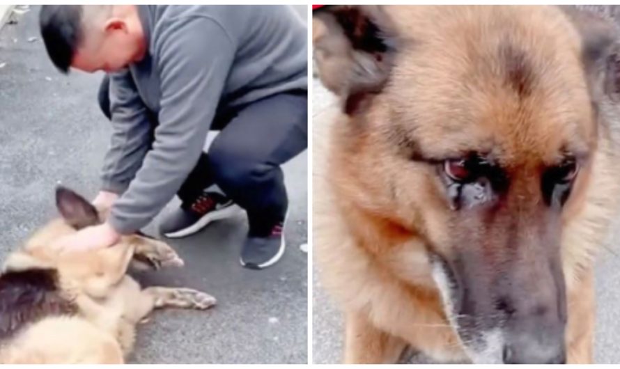 Retired police dog weeps after being reunited with trainer she hasn’t seen for years