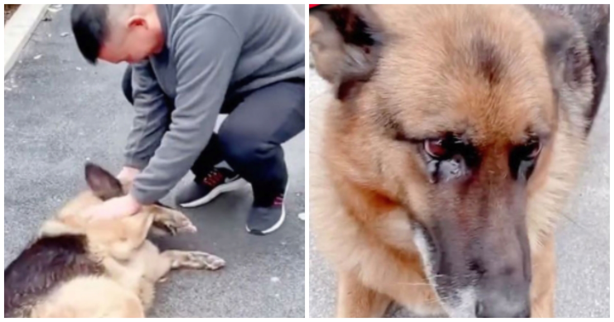 Retired police dog weeps after being reunited with trainer she hasn't seen for years