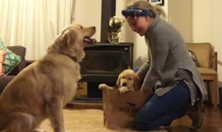 She Gets A New Pup The Older Dog's Response Will Melt Your Heart