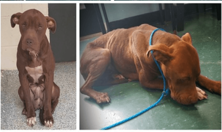 Shelter Dog On Death Row Trembles With Worry And Too Afraid To Walk
