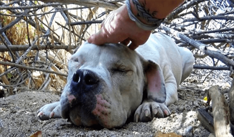 Sick Homeless Dog Was So Weak He Had Lost Hope On Life, But Somebody Had Seen Him