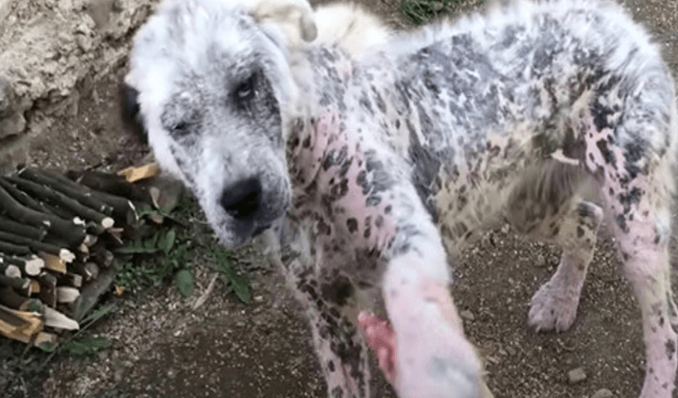 Sickly Stray Offered Paw To Strangers To Ask Them To Rescue Her And A Friend