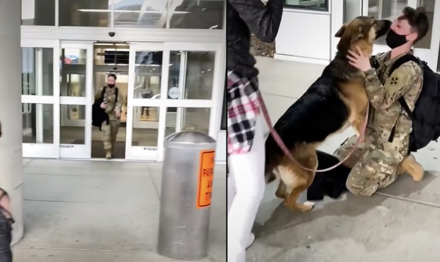 Soldier Goes out Of The Airport To The Dog She Hasn’t Seen In So Long