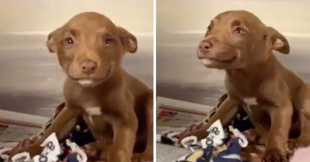 Stray Puppy Can Not Stop Smiling After Being Saved From The Streets, And The Video Goes Viral