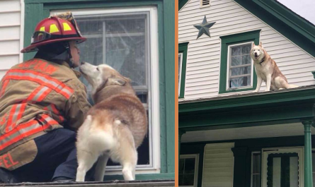 Sweet Moment Dog Kisses Firefighter Who Saved Him From A Roof