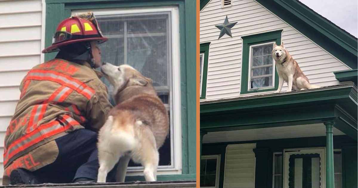 Sweet Moment Dog Kisses Firefighter Who Saved Him From A Roof