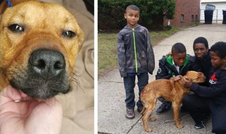 Terrible Owner Ties Up Dog With Bungee Cables And Abandons Her - Four Boys Come To The Rescue