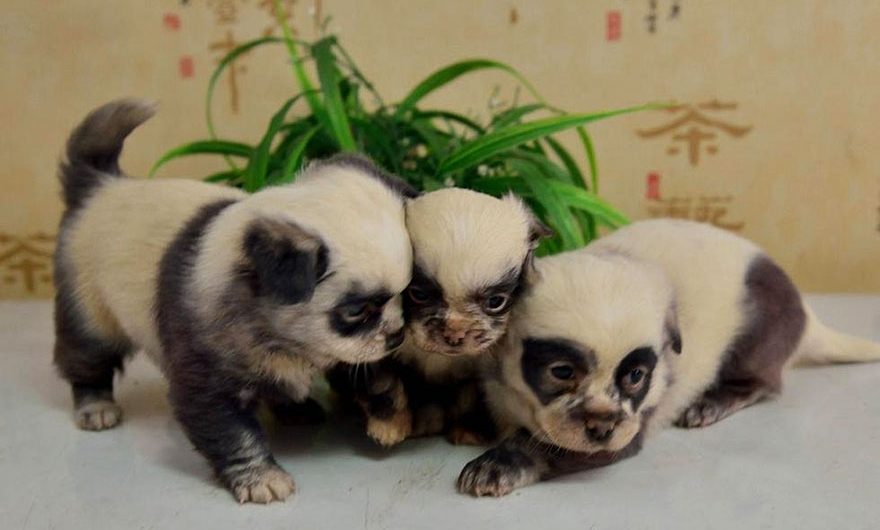 These Lovely Puppies Are So Cute, They Appear Like Panda Cubs
