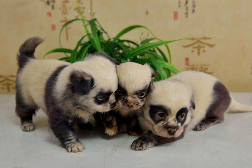 These-Lovely-Puppies-Are-So-Cute-They-Appear-Like-Panda-Cubs