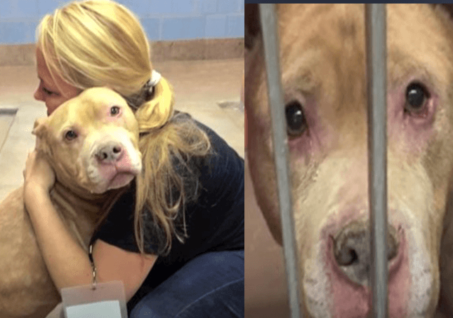 They adopt a dog with terminal cancer and make his last months of life the happiest