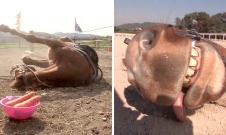 This Horse Pretends To Be Dead When People Attempt To Ride Him, And He's So Remarkable He Should Have An Oscar