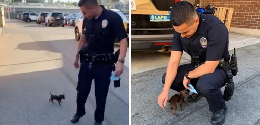Tiny Puppy Chases Down 2 Policemen And Asks Them To Adopt Him