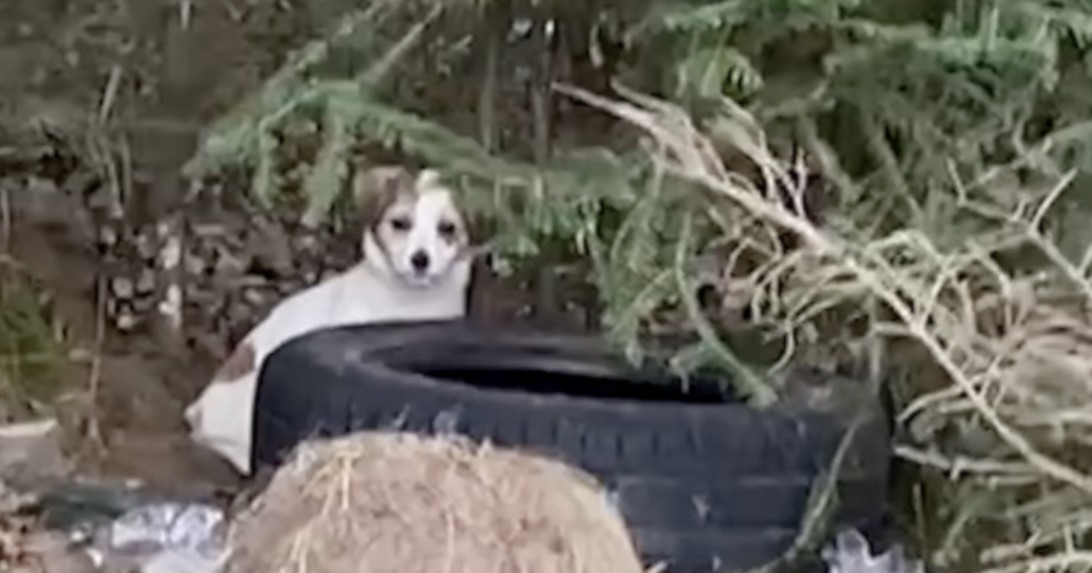 Tiny Puppy Is Found In The Woods, So Lady Spends Days Staking Out