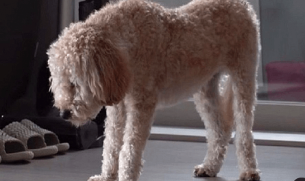 Traumatized puppy just sleeps standing up for fear of being abandoned