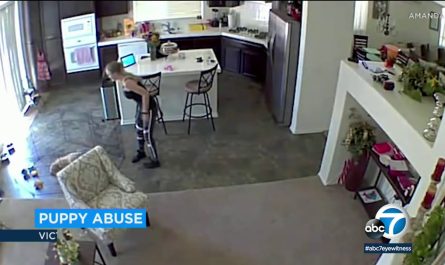 Video shows pet sitter throw young puppy on floor at Victorville home