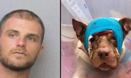 Voodoo Priest Stabs Dog 50 Times After That Discards It Inside A Bag
