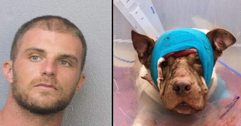 Voodoo Priest Stabs Dog 50 Times After That Discards It Inside A Bag