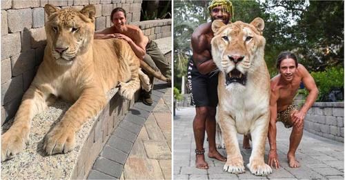 Weigh 319 Kg, Apollo The Lion-Tiger Crossbreed Is The Biggest Cat On World