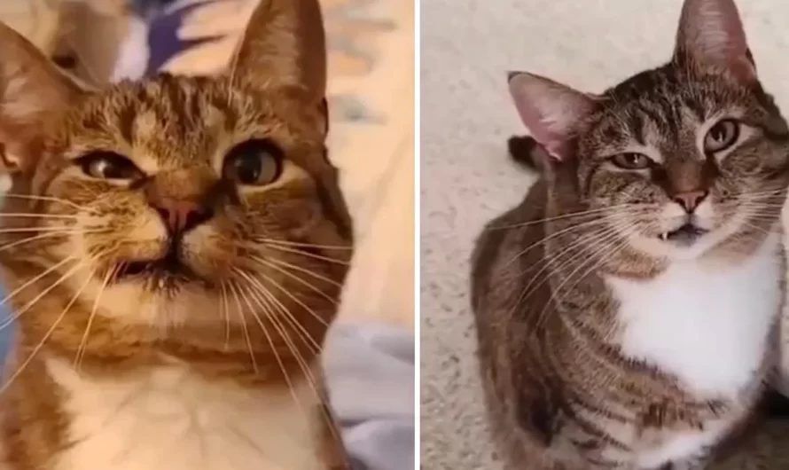 Woman Came to Sanctuary and Found Cat with Completely Asymmetric Face Staring at Her