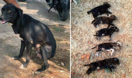 Woman Kills 8 Young Puppies In Front Of Their Mother 'To Teach Her A Lesson'