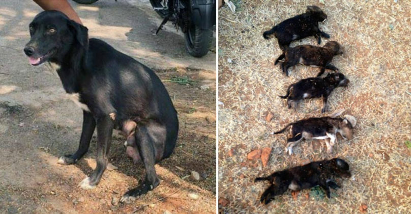 Woman Kills 8 Young Puppies In Front Of Their Mother 'To Teach Her A Lesson'