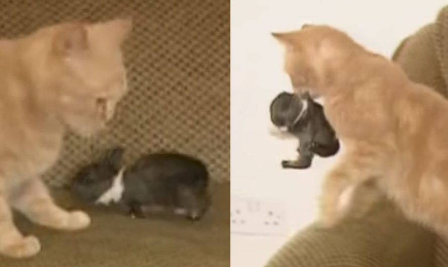 Wonderful Cat Takes In Orphaned Rabbit As One Of Her Own