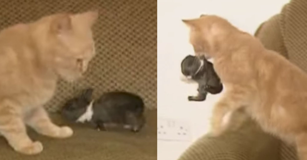 Wonderful Cat Takes In Orphaned Rabbit As One Of Her Own