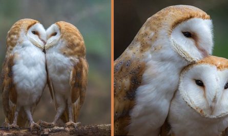 Wonderful Moment In Between Pair Of Sweet Owls Captured On Camera