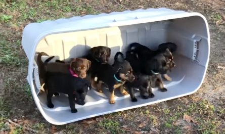 Young Puppies Step Out Onto The Grass For The Extremely First Time