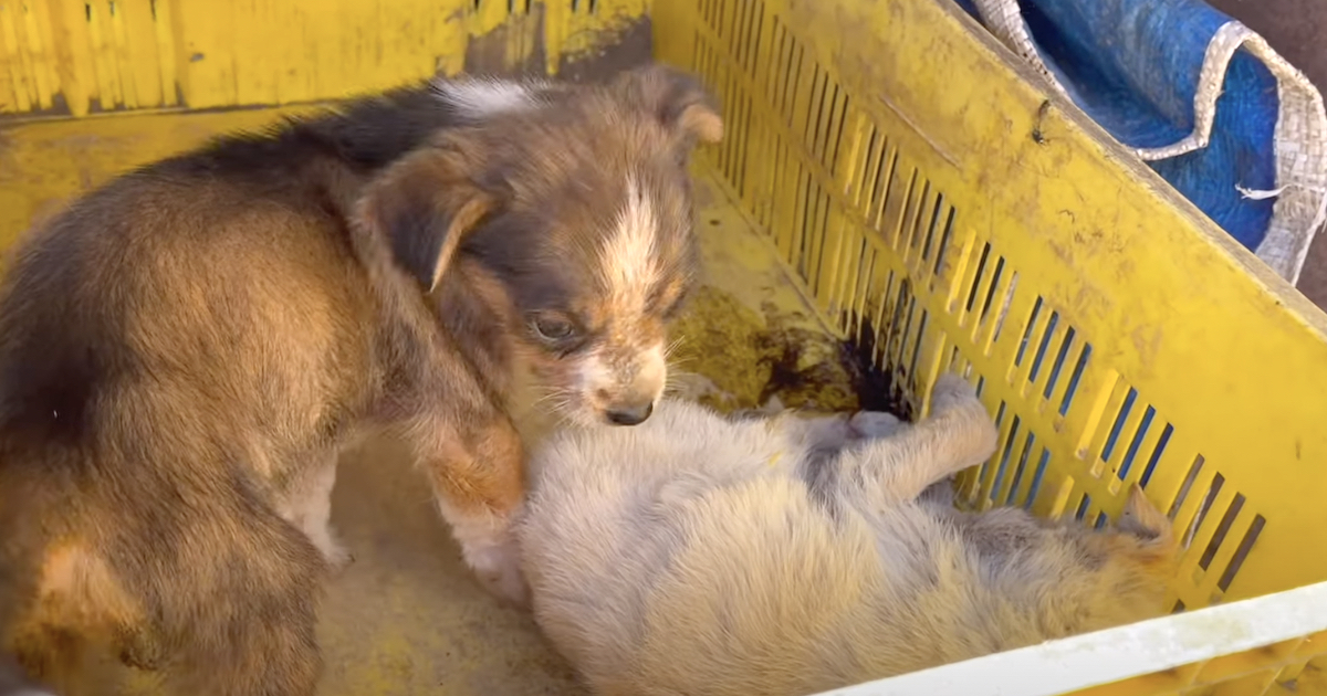 Young Puppy Found Guarding Her Dying Sis Needs Help Also