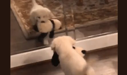 Puppy attempts to share his stuffed toy with the dog in the mirror