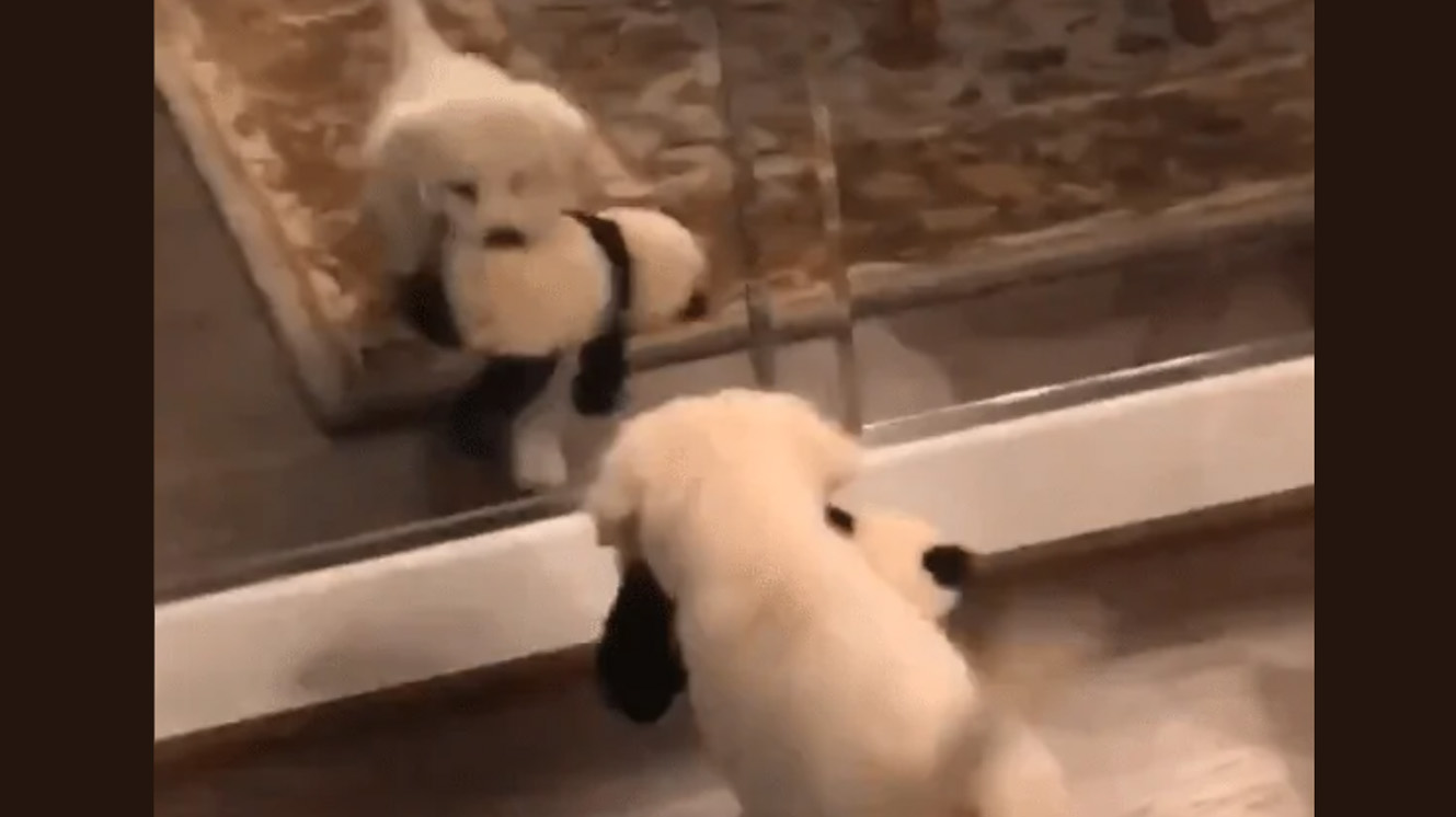 Puppy attempts to share his stuffed toy with the dog in the mirror