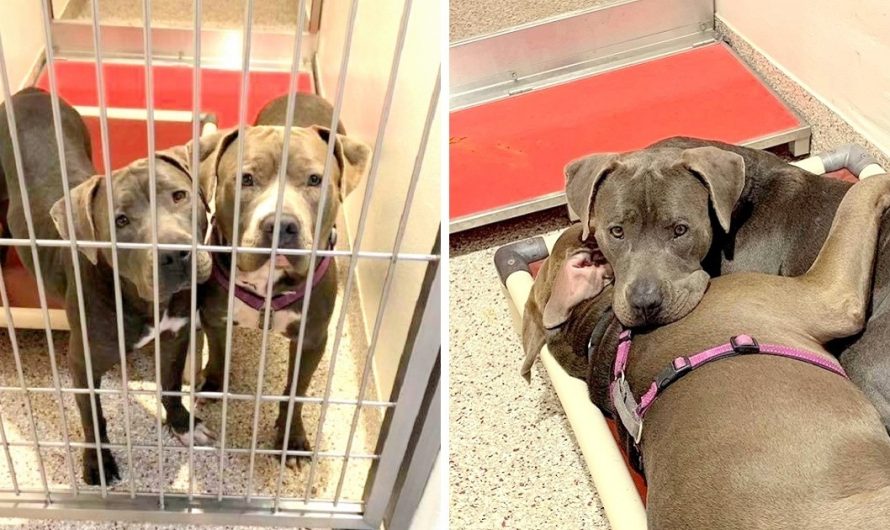 2 Sanctuary Dogs Form Unbreakable Bond, Shelter Wishes To Find Them A Home With each other