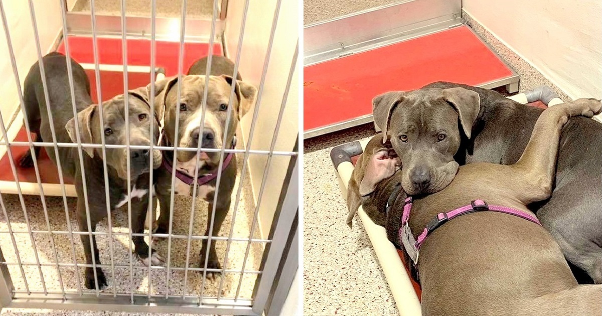 2 Sanctuary Dogs Form Unbreakable Bond, Shelter Wishes To Find Them A Home With each other