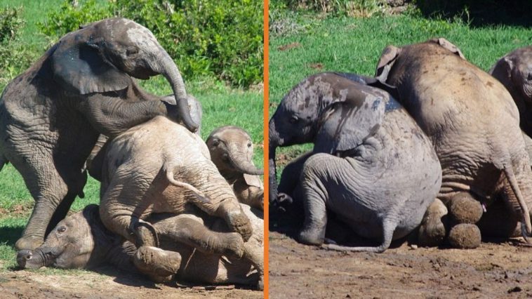 4 Baby Elephants Play Rough And Get Dirty When Mother Is Away