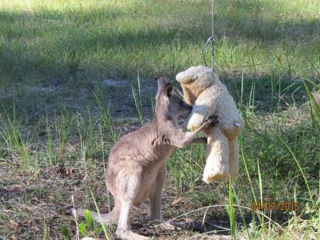 Orphaned Baby Kangaroo Simply Wants To Hug His Beloved Teddy Bear