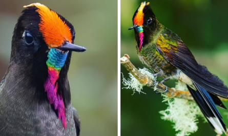 A Bird That Wears A Rainbow Of Color On His Face That Quickly Blows Up Into An Amazing Show Of Shining Iridescence