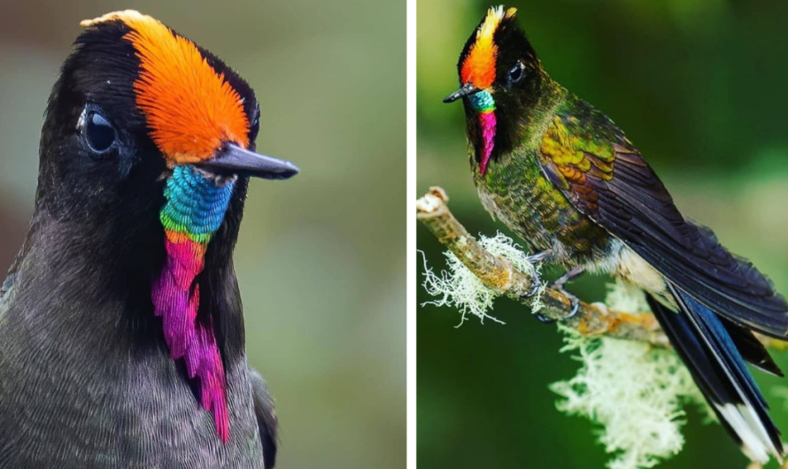 A Bird That Wears A Rainbow Of Color On His Face That Quickly Blows Up Into An Amazing Show Of Shining Iridescence – Meet The Rainbow bearded Thornbill !