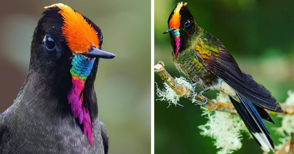 A Bird That Wears A Rainbow Of Color On His Face That Quickly Blows Up Into An Amazing Show Of Shining Iridescence