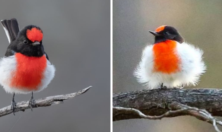 A Bird With A Vivid Scarlet Cap, And Pure White Belly That Makes His Extremely Crimson Chest Pop Much More - Meet The Red capped Robin!