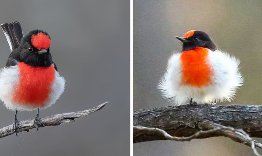 A Bird With A Vivid Scarlet Cap, And Pure White Belly That Makes His Extremely Crimson Chest Pop Much More – Meet The Red capped Robin!