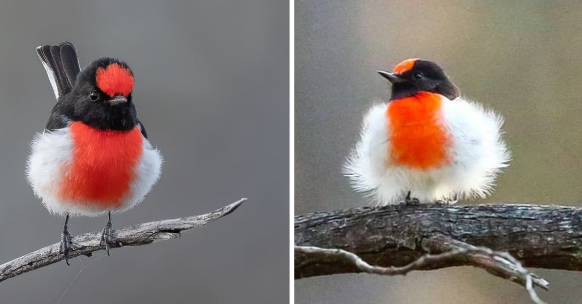 A Bird With A Vivid Scarlet Cap, And Pure White Belly That Makes His Extremely Crimson Chest Pop Much More - Meet The Red capped Robin!