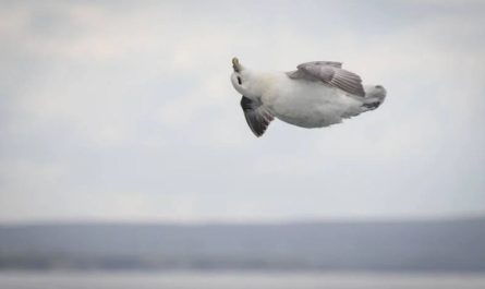 A Perfectly Timed Picture Of The Worlds Happiest Bird Caught In Mid Air Bliss